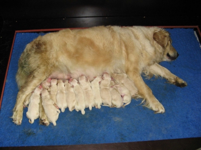 Golden retriever nest