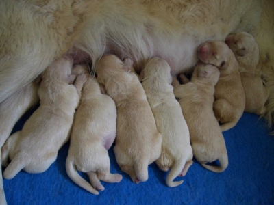 Golden retriever nest