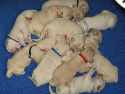 Golden retriever nest