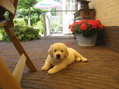 Golden retriever nest