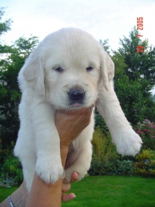 Golden retriever nest