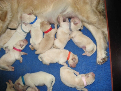 Golden retriever nest