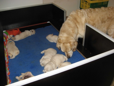 Golden retriever nest