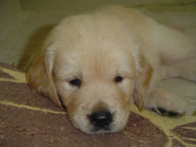 Golden retriever nest