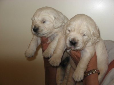 Golden retriever nest