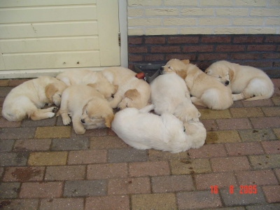 Golden retriever nest