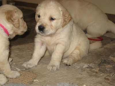 Golden retriever nest