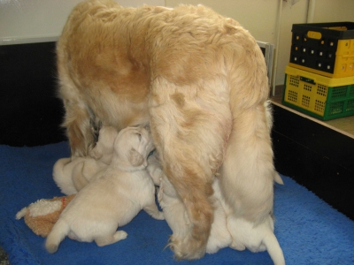 Golden retriever nest