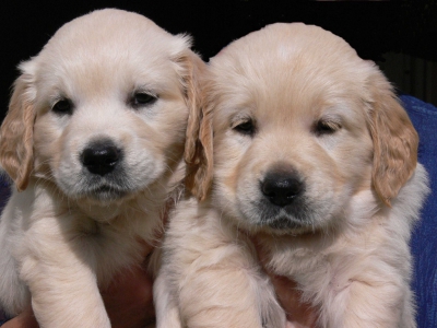 Golden retriever nest