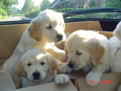 Golden retriever nest