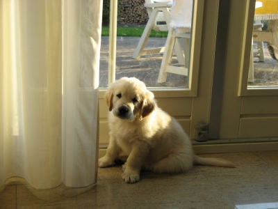 Golden retriever nest