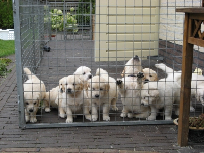 Golden retriever nest